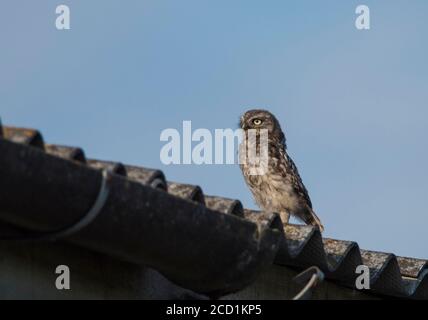 Die Jungeule (Athene noctua) saß auf einem Wellblechdach Stockfoto