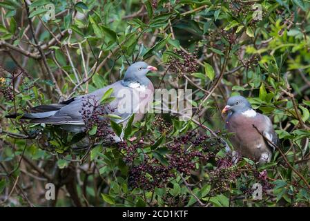 Waldtaube (Columba palumbus), die auf Holunderbeeren füttert Stockfoto