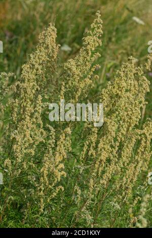 Gewöhnlicher Wermut (Artemisia absinthium) Pflanze in Blüte Stockfoto