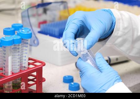 Probenvorbereitung durch analytischen Chemiker. Nahaufnahme Womans Hand nehmen falcone Tube und setzen sie in den Rack. Entwicklung von Arzneimitteln Stockfoto