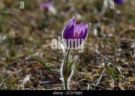 Schönen lila flauschige Blume orientalische Pulsatilla patens Küchenschelle Stockfoto