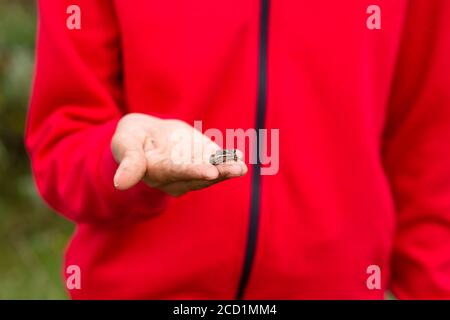 Das Mädchen hält in ihrer Handfläche eine kleine Erdkröte vor dem Hintergrund eines grünen Feldes. Stockfoto