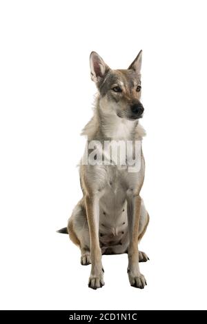 Sitzende weibliche tamaskan Hybrid Hund isoliert auf weißem Hintergrund suchen Beiseite Stockfoto