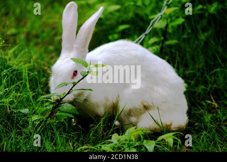 Bilder von Kaninchen Stockfoto