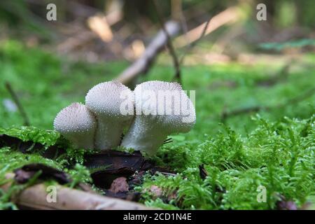 Nahaufnahme von weißen Pilzen im Wald Stockfoto
