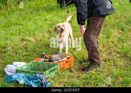 Jäger mit gelbem labrador steht auf einem Feld mit Körben Voll von Enten als Fang Dummy warten Stockfoto