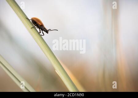 Ein haariger brauner Dunkelkäfer (Lagria hirta) Spaziergänge auf einem Grashalm auf den Norfolk Küstendünen Stockfoto