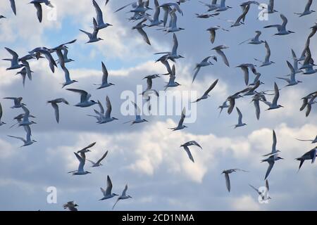 Blakeney Sandwich-Seeschwalben Weiße Seevögel mit schwarzer Kappe langer Schnabel Mit gelber Spitze kurze dunkle Beine im Flug zeigt es Graue Flügelmuster und ein geweckter Schwanz Stockfoto