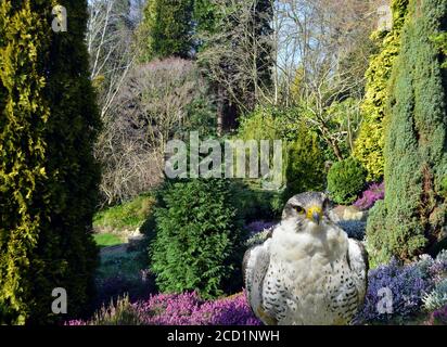 Wanderfalke lateinischer Name falco peregrinus in Fletcher Moss Botanical Gärten Stockfoto
