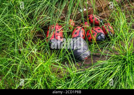 Gruppe von dekorativen Marienkäfer Käfer - bemalte Steine sehen aus wie große Insekten in nassgrünem Gras auf Holzbrett. Sonne scheint nach starkem Sommerregen. Clo Stockfoto