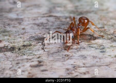 Rote Ameise (Formica sp) sammelt Wasser auf einem umgestürzten Baum in einem Suffolk-Wald Stockfoto