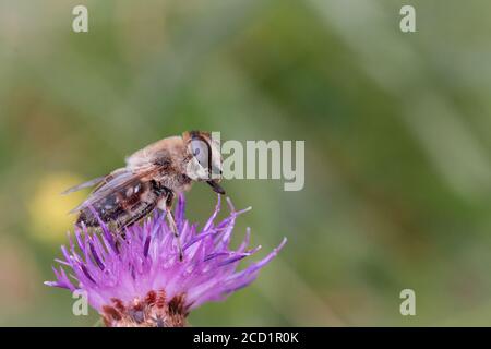 Seitenansicht einer Drohnenfliege (Eristalis tenax) Die Zunge putzen, während man auf einer Strickwulstblume sitzt Ein Norfolk Common Stockfoto