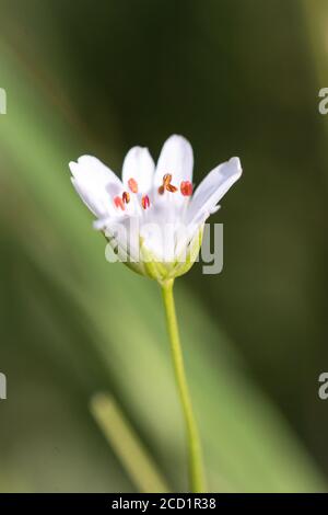 Ein größeres Stitchwort (Stellaria holostea) Blume wächst allein im Norfolk Feuchtgebiet von Thompson Allgemein Stockfoto