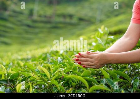 Aus der Nähe sammelt das Mädchen sanft die oberen Teeblätter aus grünen Büschen hoch in den Bergen. Tea Valley Teeproduktion. Stockfoto