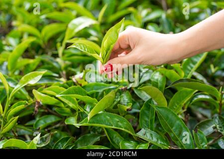 Aus der Nähe sammelt das Mädchen sanft die oberen Teeblätter aus grünen Büschen hoch in den Bergen. Tea Valley Teeproduktion. Stockfoto