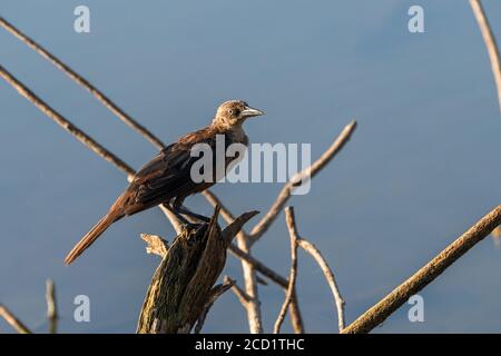 Jungtiere Grackle thront auf einem toten Baumstumpf mit Blick auf einen See mit dem Morgenlicht scheint auf seine meist braunen Federn und Kopf. Stockfoto
