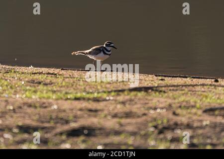 Kleiner Killdeer-Vogel mit seinen markanten schwarz-weißen Streifen, der an einem sonnigen Sommermorgen am Ufer eines Sees am Wasser entlang läuft. Stockfoto