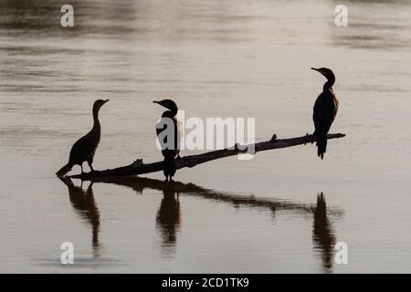 Silhouetten von drei zweireihigen Kormoran-Vögeln, die auf einem Ast thronen, der aus dem Wasser eines Baumes in einem See herausragt. Stockfoto