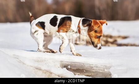 Kleine Jack Russell neugierig, erkunden Sie schmelzen Eis auftauen Fluss im Frühjahr, die Füße schmutzig von Schlamm. Stockfoto