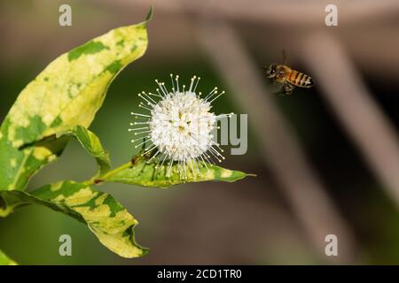 Honigbiene, die auf eine weiße, stachelige Blume auf einer gewöhnlichen Buttonbuschpflanze zufliegt, während sie Nektar sammelt und Pflanzen in der Nähe eines Sees bestäubt. Stockfoto