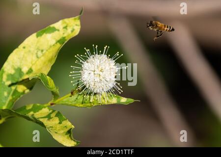 Honigbiene schwebt in der Nähe der spitzen, weißen Blume eines gewöhnlichen Buttonbuschs, während sie von Pflanze zu Pflanze fliegt, Nektar sammelt und Pollen verbreitet. Stockfoto