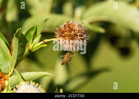 Honigbiene fliegen unter und welk Common Buttonbuschblüte und erreichen bis zu greifen halten von seinen Spitzen, wie sie sich darauf vorbereitet, alle verbleibenden Pollen zu sammeln. Stockfoto