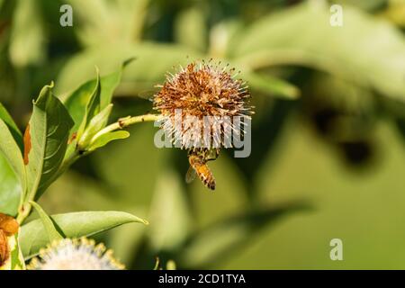 Honigbiene, die von der Unterseite einer Stacheligen Common Buttonbuschblüte hängt, während sie versucht, alle verbleibenden Pollen zu sammeln. Stockfoto