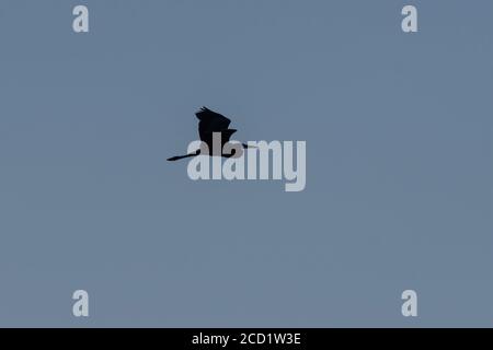 Großer Blaureiher, der seine mächtigen Flügel nach oben flatternd und gegen den Morgenhimmel silhouetted, während er anmutig vorbei fliegt. Stockfoto