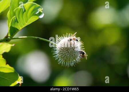 Ein Paar Honigbienen beschäftigt bestäuben eine Stachelbuschblüte, während Nektar und Pollen sammeln, um zurück zu ihrem Bienenstock zu nehmen. Stockfoto