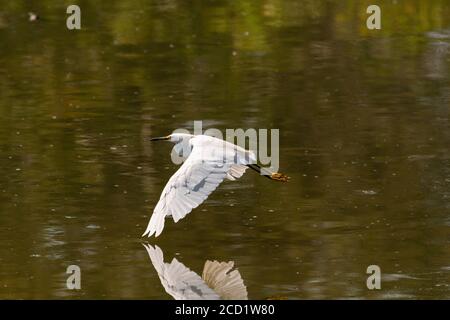 Ein Schneegreiher, der so tief über dem glatten Wasser fliegt Von einem See, dass die Spitze des Schnees weiß Federn auf ihren Flügeln berühren fast ihre Spiegelung Stockfoto