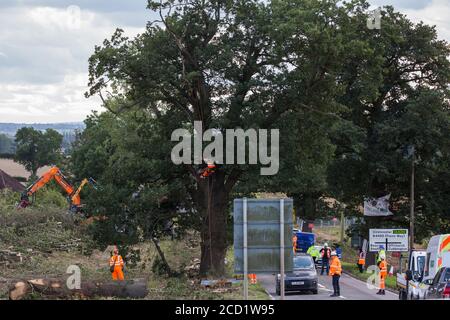 Offchurch, Großbritannien. August 2020. HS2-Arbeiter bereiten sich darauf vor, neben dem Fosse Way eine reife Eiche zu Fall zu bringen, als Teil der Arbeiten im Zusammenhang mit der Hochgeschwindigkeitsstrecke HS2. Das umstrittene HS2-Infrastrukturprojekt wird derzeit £106 Mrd. kosten und viele unersetzliche natürliche Lebensräume zerstören oder erheblich beeinflussen, darunter 108 alte Waldgebiete. Kredit: Mark Kerrison/Alamy Live Nachrichten Stockfoto