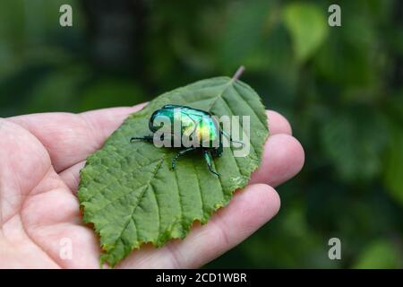 Makroaufnahme einer Hand, die Cetonia aurata hält Stockfoto
