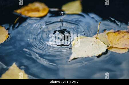 Tropfen fällt auf eine Straßenpfütze und hinterlässt einen radialen Kreis auf der Oberfläche mit abgefallenen gelben Blättern auf dem Wasser. Herbstliches Konzeptbild. Stockfoto