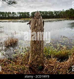 The Woodlands TX USA - 01-09-2020 - Dead Tree by See Stockfoto