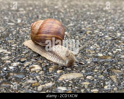 Römische Schnecke bewegt sich auf dem Asphalt Stockfoto