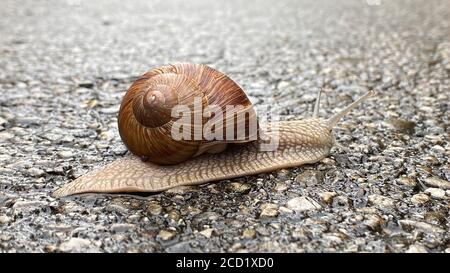 Große Schnecke bewegt sich auf Asphaltstraße Stockfoto