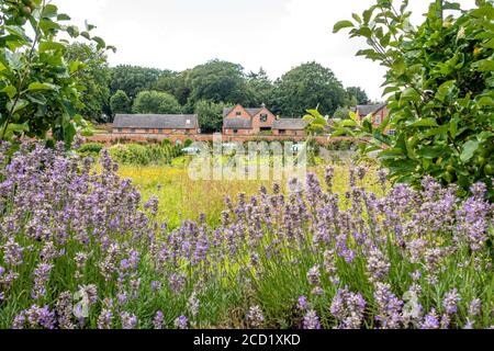 The Walled Garden Tea Rooms und Garten bei Sugnall in Staffordshire Stockfoto