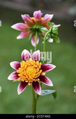 Blühende Dahlien Stockfoto