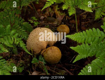 Puffball (Lycoperdon umbrinum), aus Waldboden, Puffball (Lycoperdon umbrinum) Stockfoto