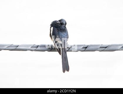 Ein kleiner Vogel, der auf einem Draht steht. Oriental Magpie Robin - Copsychus saularis sitzt auf einem Stromkabel in der City Street, Thailand. Stockfoto