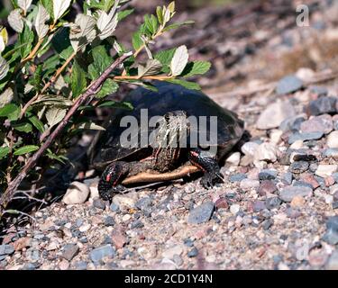 Bemalte Schildkröte Nahaufnahme Profil Ansicht auf Kies, zeigt Schildkröte Shell, Beine, Kopf in seinem Lebensraum und Umgebung. Stockfoto