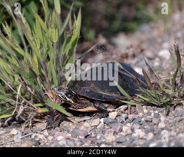 Bemalte Schildkröte Nahaufnahme Profil Ansicht auf Kies, zeigt Schildkröte Shell, Beine, Kopf in seinem Lebensraum und Umgebung. Stockfoto