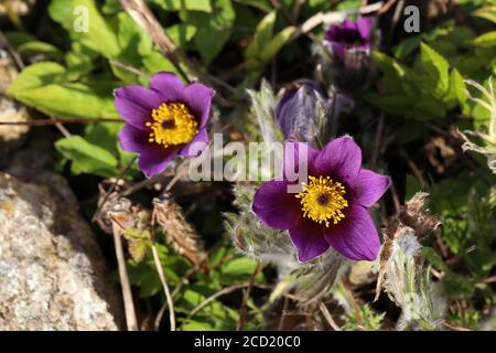Schöne Schuss von lila flauschigen Blume Oriental Pulsatilla patens pasque Blume Stockfoto