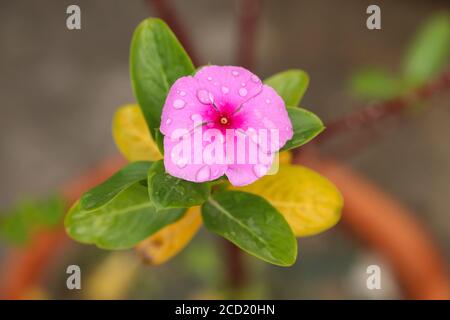 Regen Sie Wassertropfen auf einer rosa Periwinkle Blume (Catharanthus Roseus) auf dem Terrassengarten. Auch bekannt als Bright Eyes, Cape periwinkle, Friedhofspflanze. Stockfoto