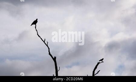 The Woodlands TX USA - 01-09-2020 - Hawk & Crow Auf der Oberseite der toten Bäume Stockfoto