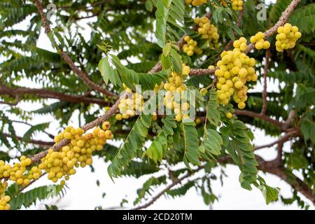 Gelbe Früchte - Stern Stachelbeere Wachstum auf einem Baum in einem tropischen Garten, Thailand. Stockfoto