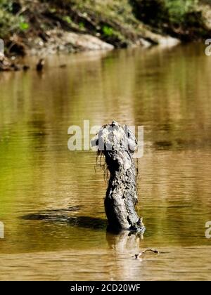 The Woodlands TX USA - 01-20-2020 - Log in the Fluss Stockfoto