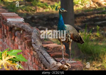 Ein wunderschöner junger Pfau, an einer Wand, die sich in den Hinterhöfen umsieht. Foto aufgenommen in einem Dorf in Punjab, Indien. Stockfoto