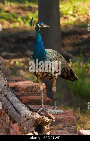 Porträt eines jungen Pfaus an der Wand. Indische Peafowls werden sehr häufig in ländlichen Gebieten von Punjab, Indien, gesehen. Stockfoto