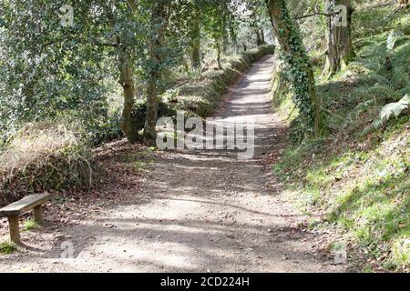 Eine schmale Landstraße mit efeubedeckten Bäumen auf beiden Seiten in Cornwall, England Stockfoto